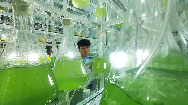 实验室细胞培养基：关键步骤与注意事项